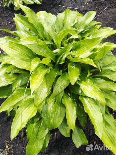 Хосты. Астильба