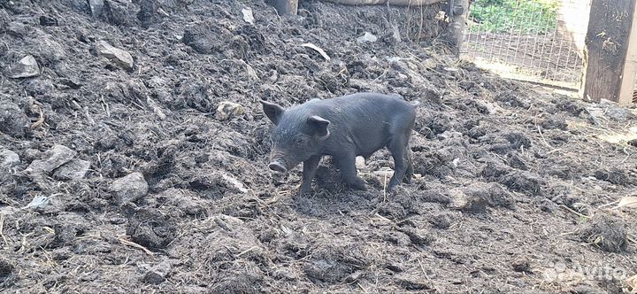 Продаются поросята
