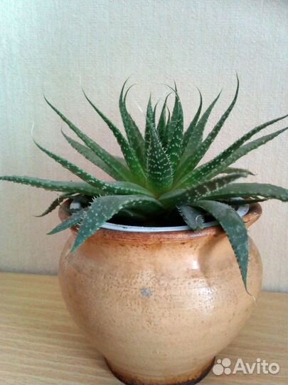 Алое Аристата