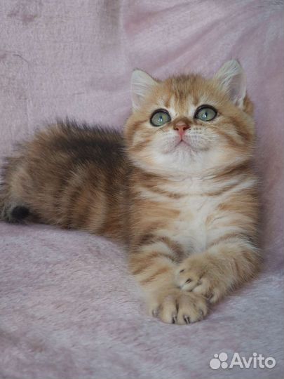 Британская кошечка, золотая мраморная шиншилла