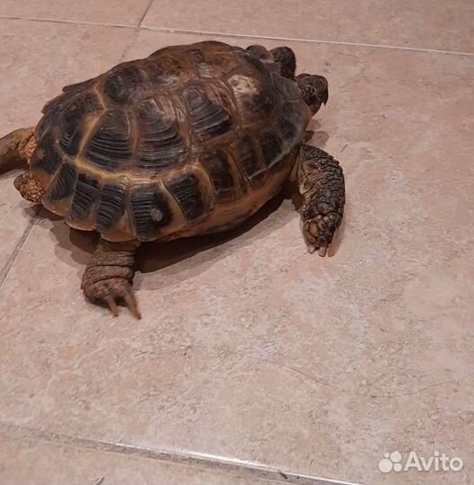 Черепаха сухопутная бесплатно