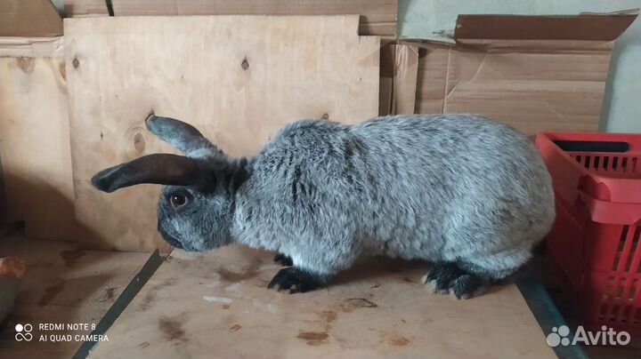 Полтавское серебро