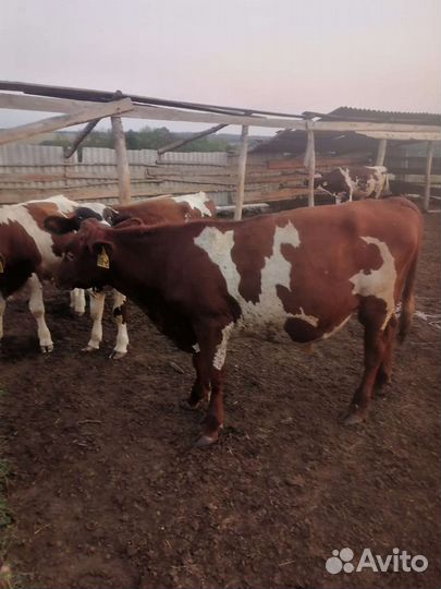 Крс на мясо или на откорм