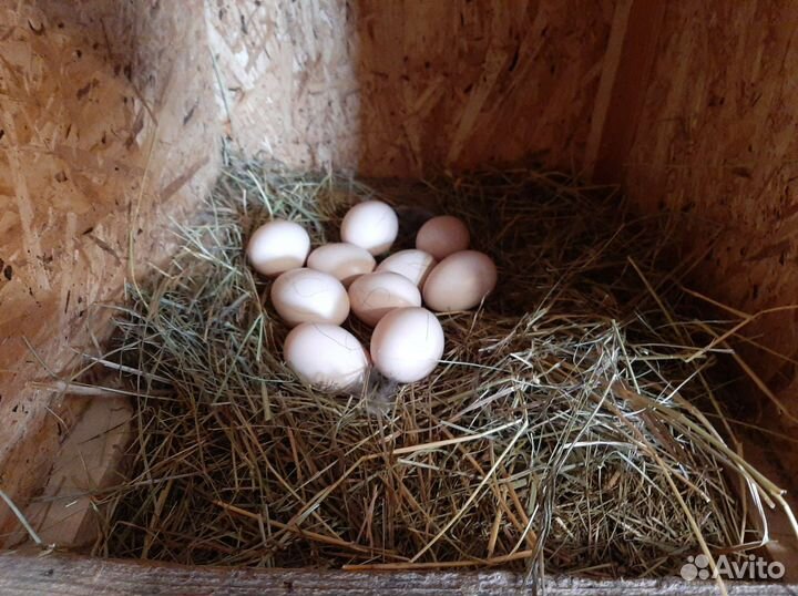 Инкубационное яйцо Виандот