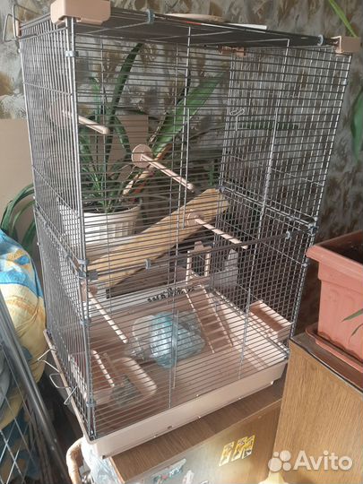 Попугай корелла