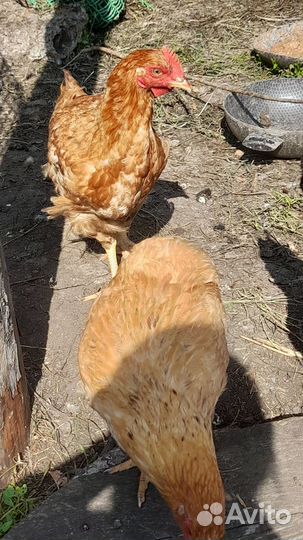Продам кур