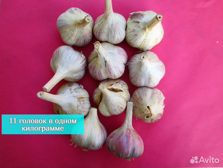 Чеснок озимый семенной для посадки