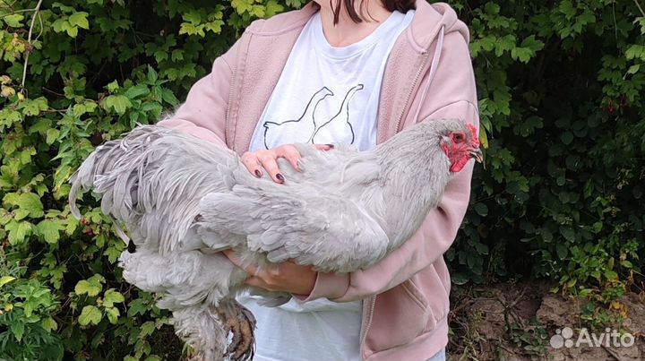 Брама Лаванда