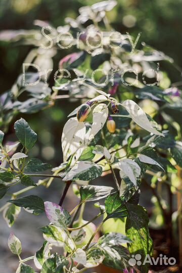 Перец острый вариегатный (Maruoha variegated C.Ann