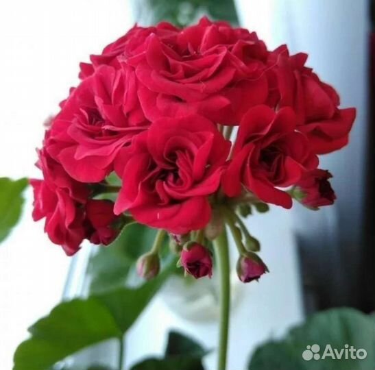 Пеларгония герань розебудная