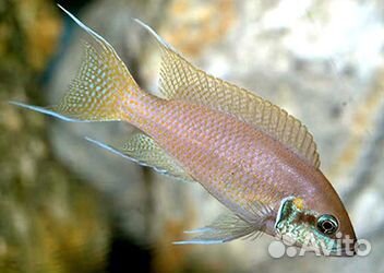 Мальки цихлиды