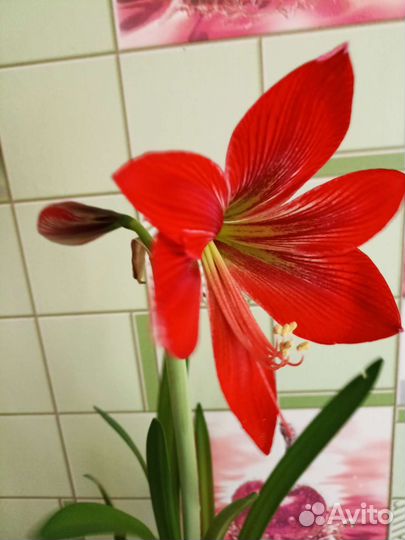 Гиппиаструм