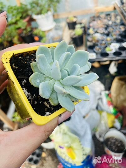 Суккуленты