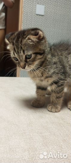 Котенок шотландский