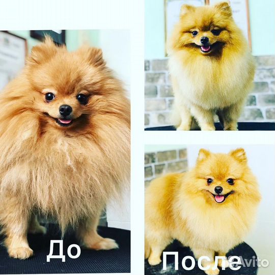 Стрижка собак и кошек. Выезд на дом