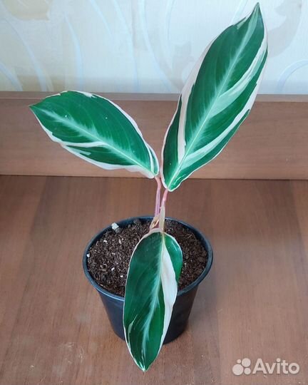 Строманта Триостар