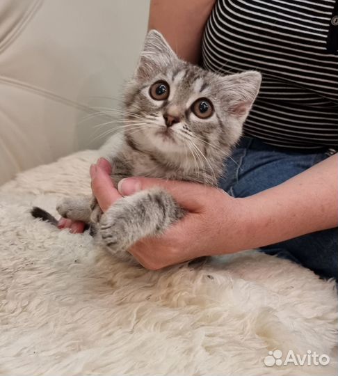 Продаю котенка