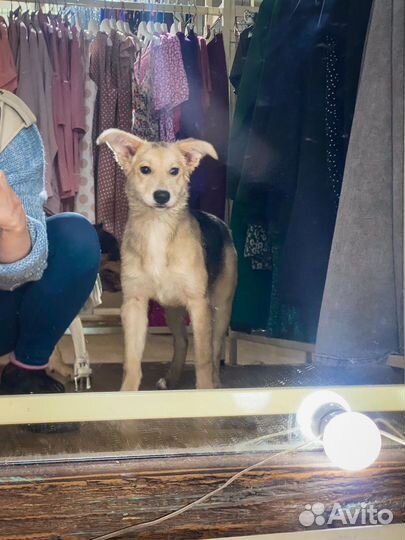 Собака улыбака