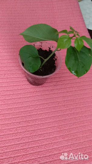 Домашние цветы