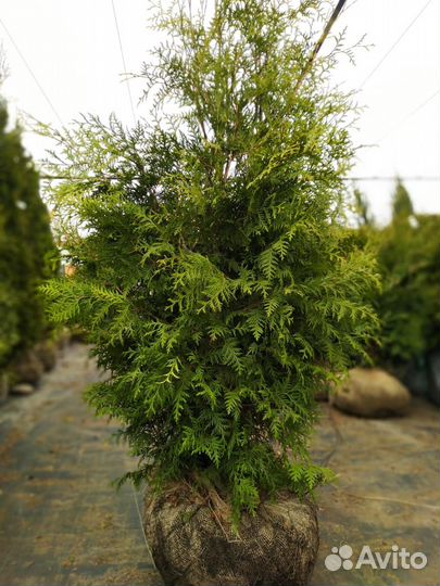 Туи брабант