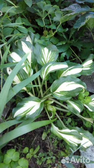 Хосты и гейхера