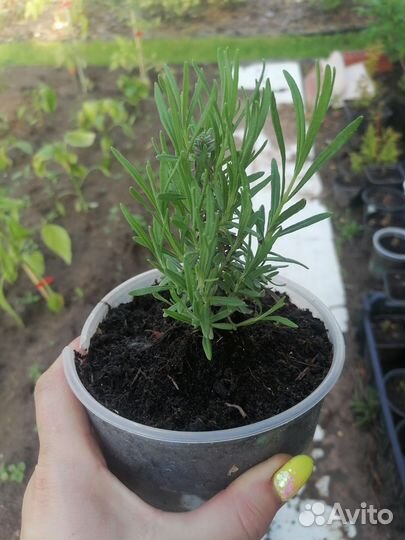 Лаванда саженцы