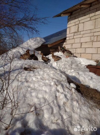 Подсадные селезни