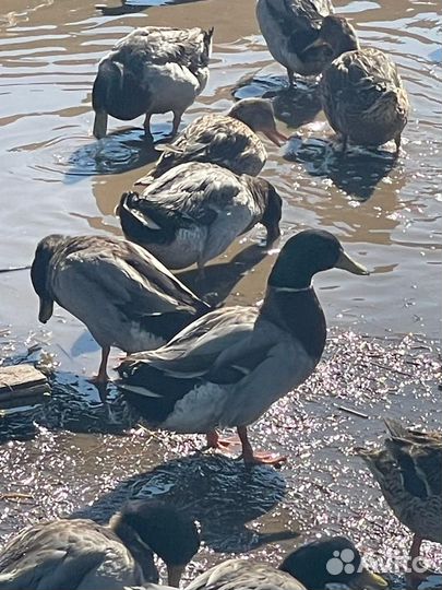 Подсадные утки кряквы