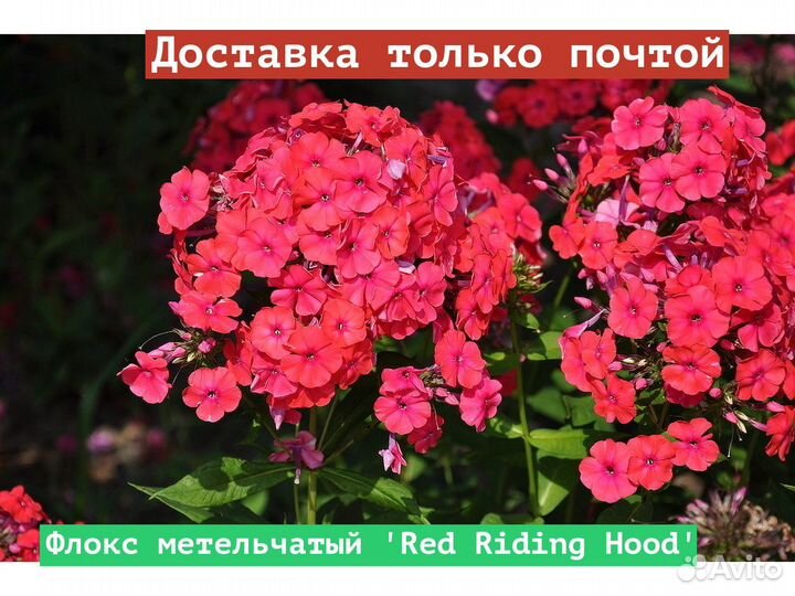 Флокс метельчатый Red Riding Hood