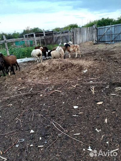 Курдючные бараны овцы