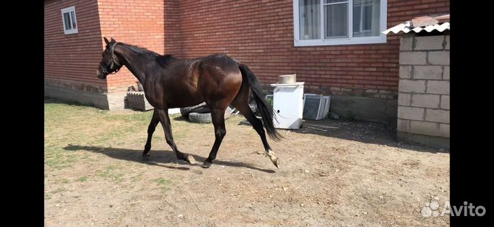 Английская чистокровная кобыла