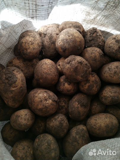 Продам картофель