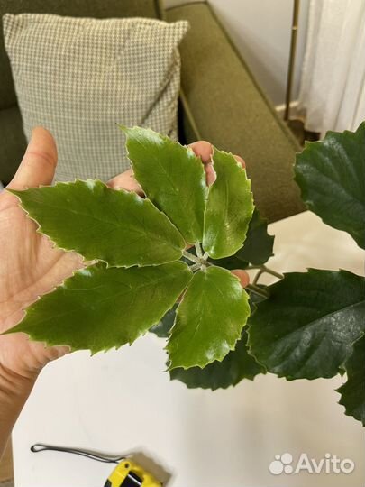 Тетрастигма вуанье