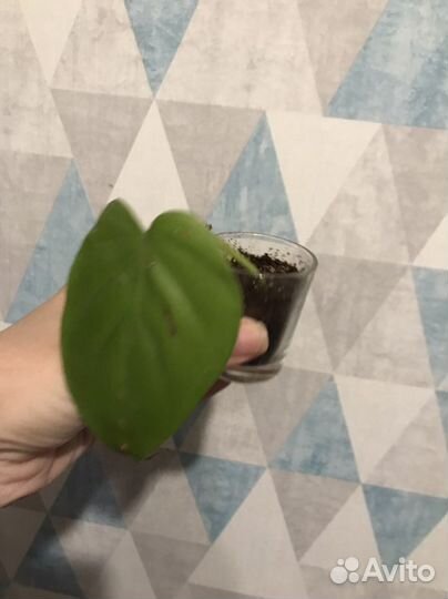 Комнатные растения