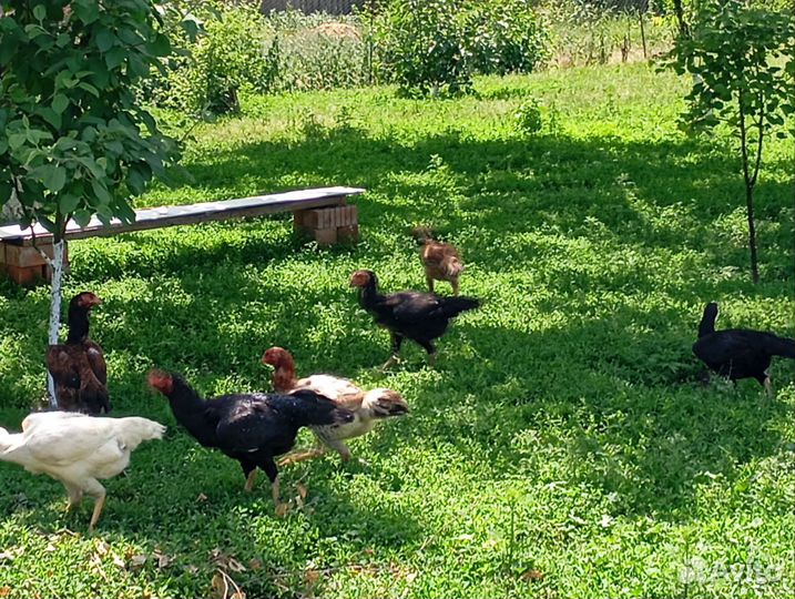 Бойцовые куры