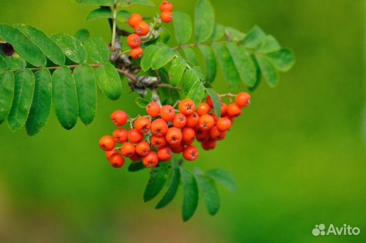 Рябина под заказ