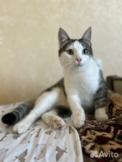 В добрые руки