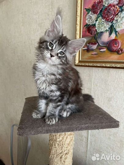 Королевский мейн кун