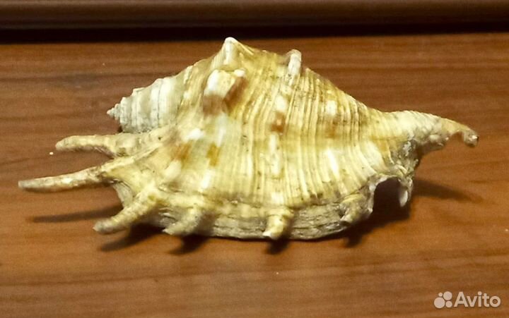 Ракушка морская 12 см