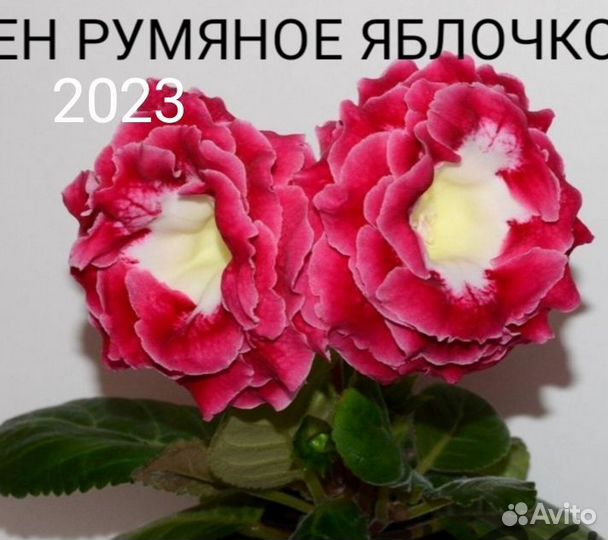 Глоксинии сортовые махровые