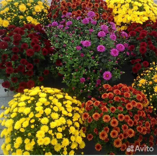 Хризантемы мультифлора шарообразная