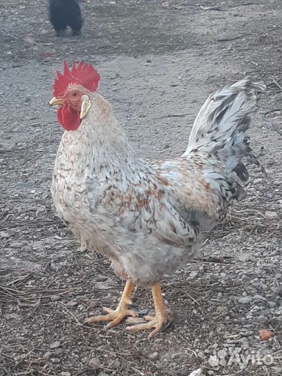 Петух рабочий возраст год