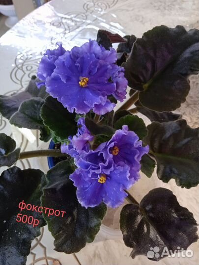 Фиалка листики мини и стартеры