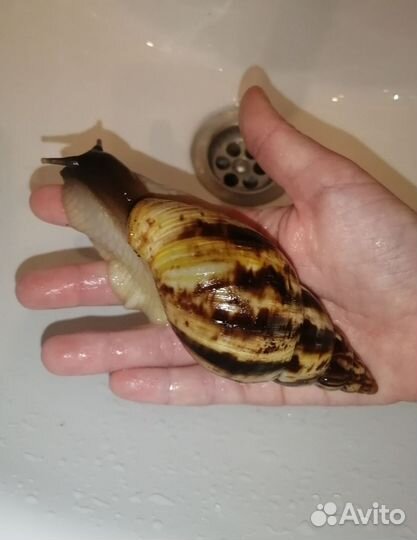 Улитки ахатины