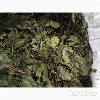 Грушанка Круглолистная 100г