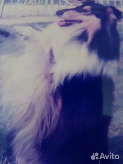 Профессиональная дрессировка собак