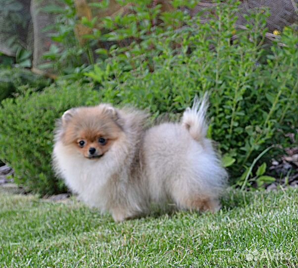 Померанский шпиц, девочки