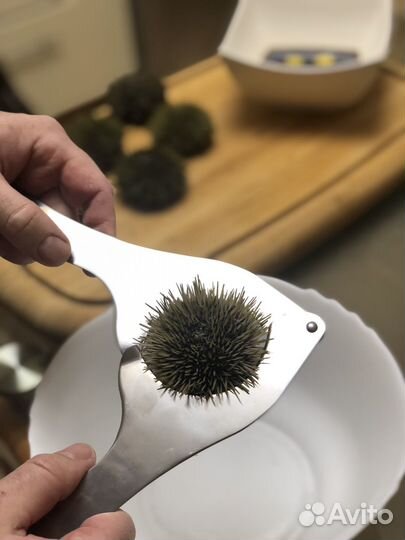 Нож для морских ежей