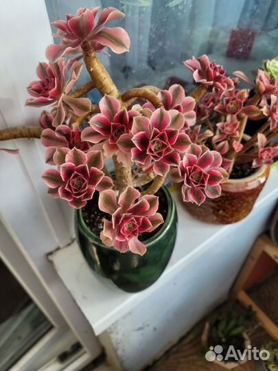 Эониум древовидный