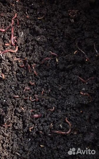 Червяки: Калифорнийский и Дендробена